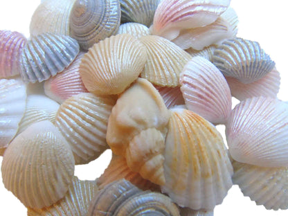 30 Coloured Glittered Sea Shells Edible Cupcake Cake Decorations