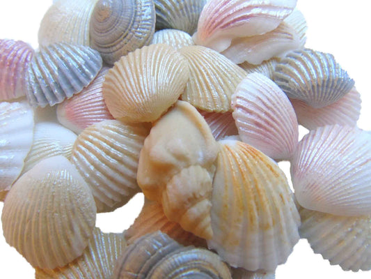 30 Coloured Glittered Sea Shells Edible Cupcake Cake Decorations